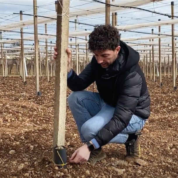 Giuseppe Cacucci agronomo - innesto in campo